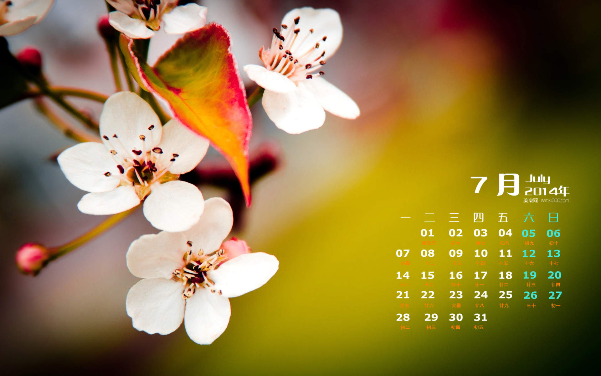 2014年7月日历壁纸高清唯美的大自然花草植物图片图片