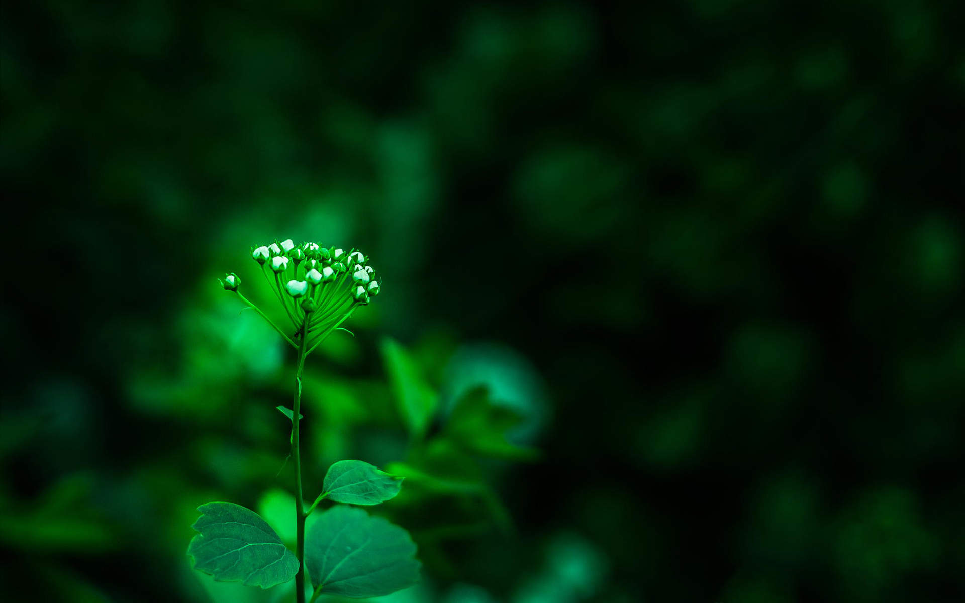 护眼电脑桌面图片