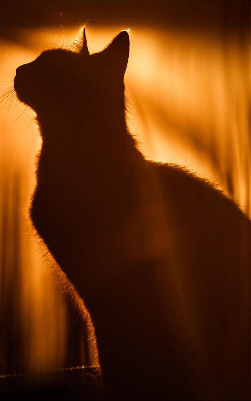 猫咪图片
