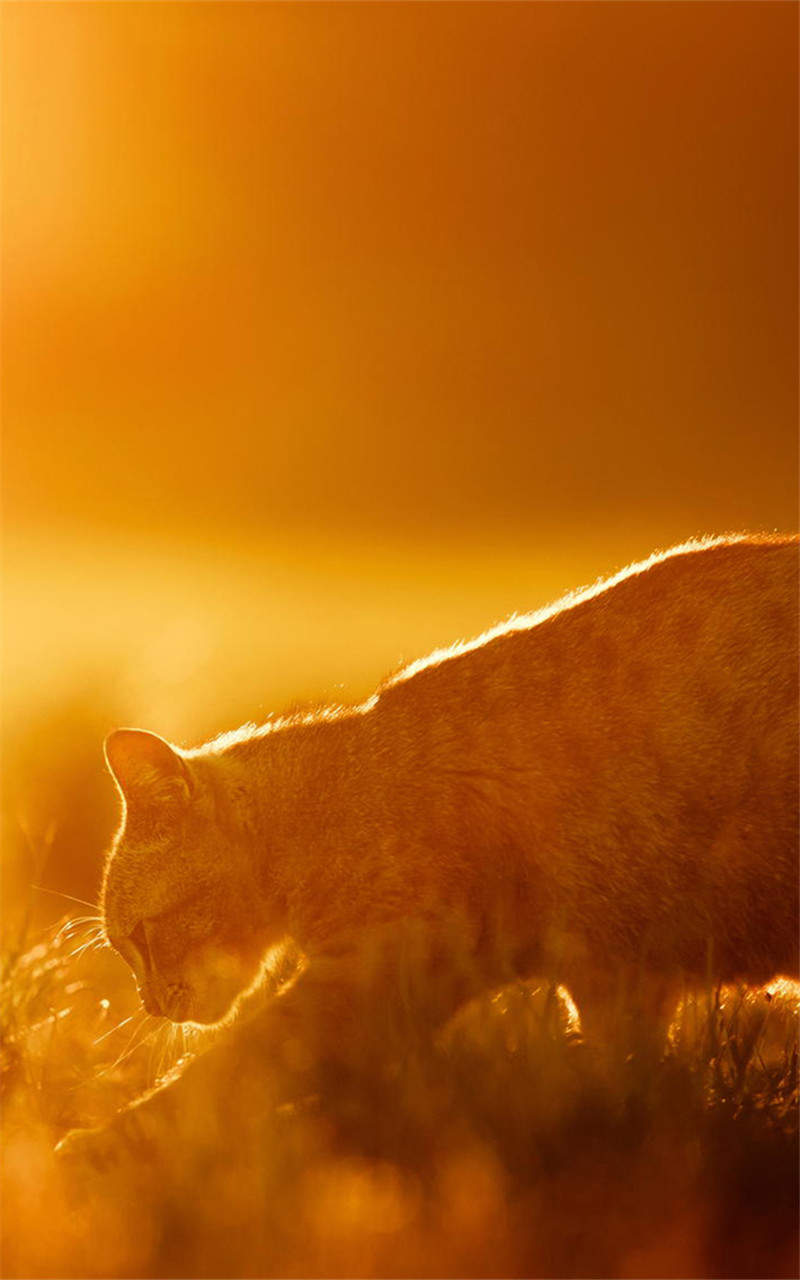2022年9月日历可爱动物猫咪高清桌面壁纸图片图片