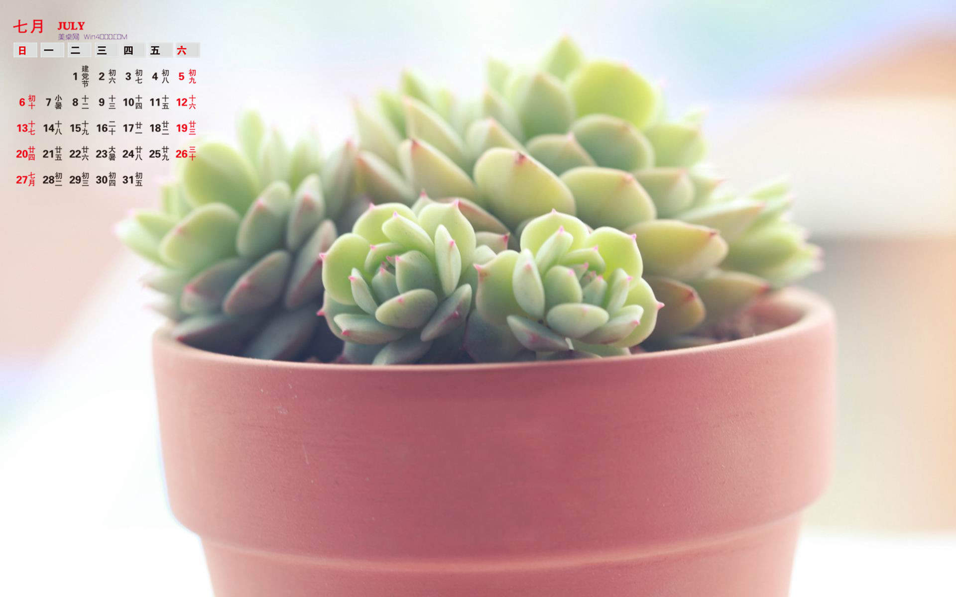 多肉植物图片