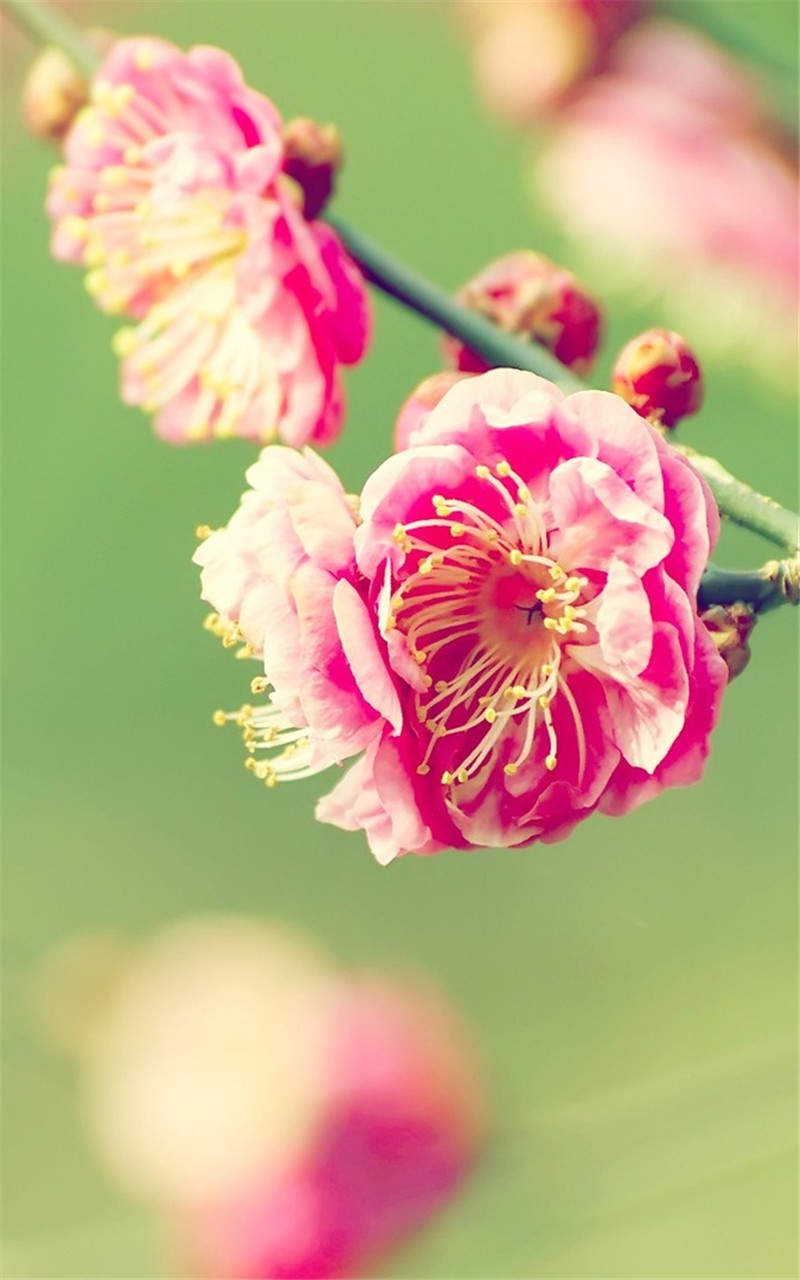 高清非主流唯美清新花卉图片手机壁纸图片