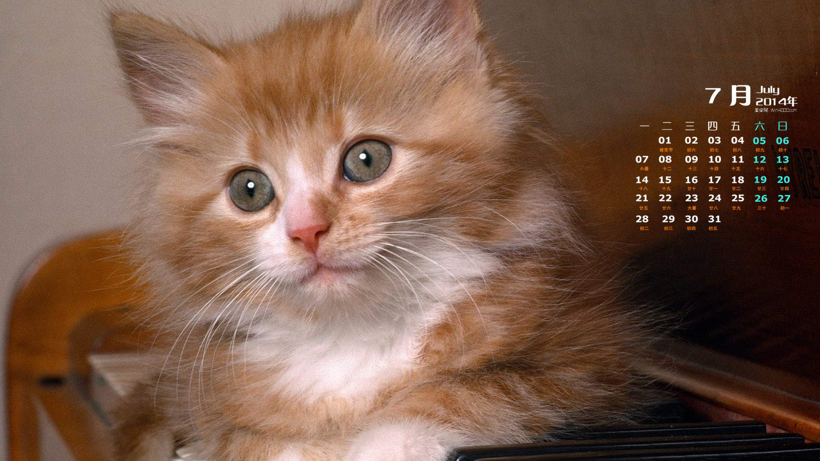 猫咪图片