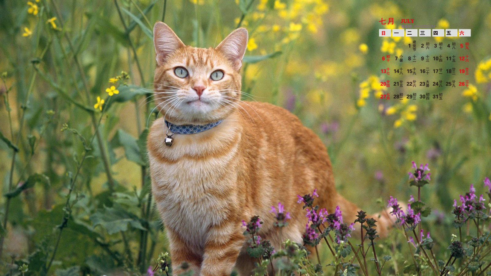 可爱宠物小猫咪呆萌抓拍特写桌面壁纸下载图片
