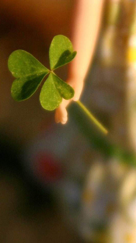 高清鲜花小清新绿色护眼花卉手机壁纸图片