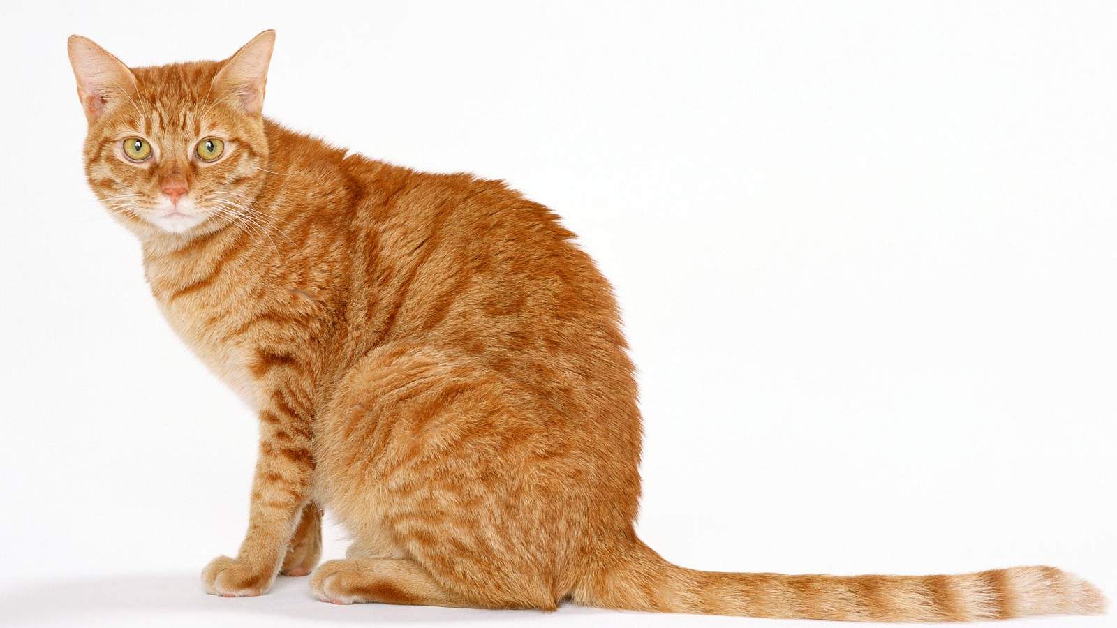 毛茸茸的可爱猫咪图片桌面壁纸图片