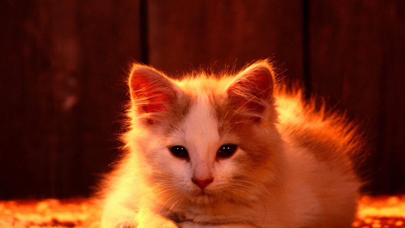 毛茸茸的可爱猫咪图片桌面壁纸图片