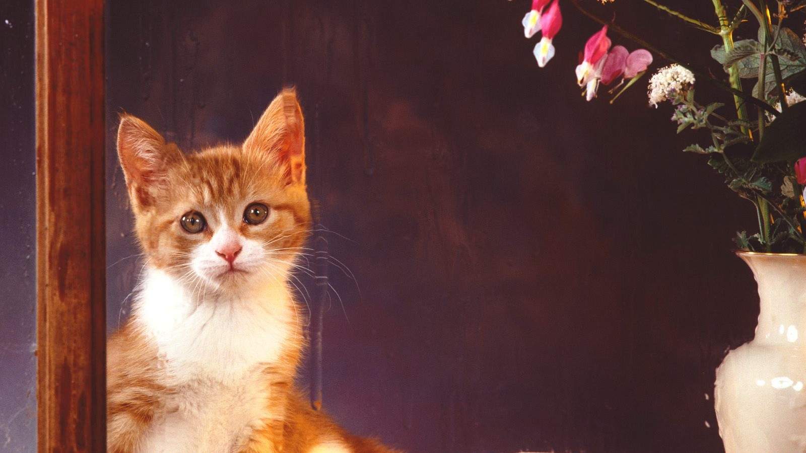 毛茸茸的可爱猫咪图片桌面壁纸图片