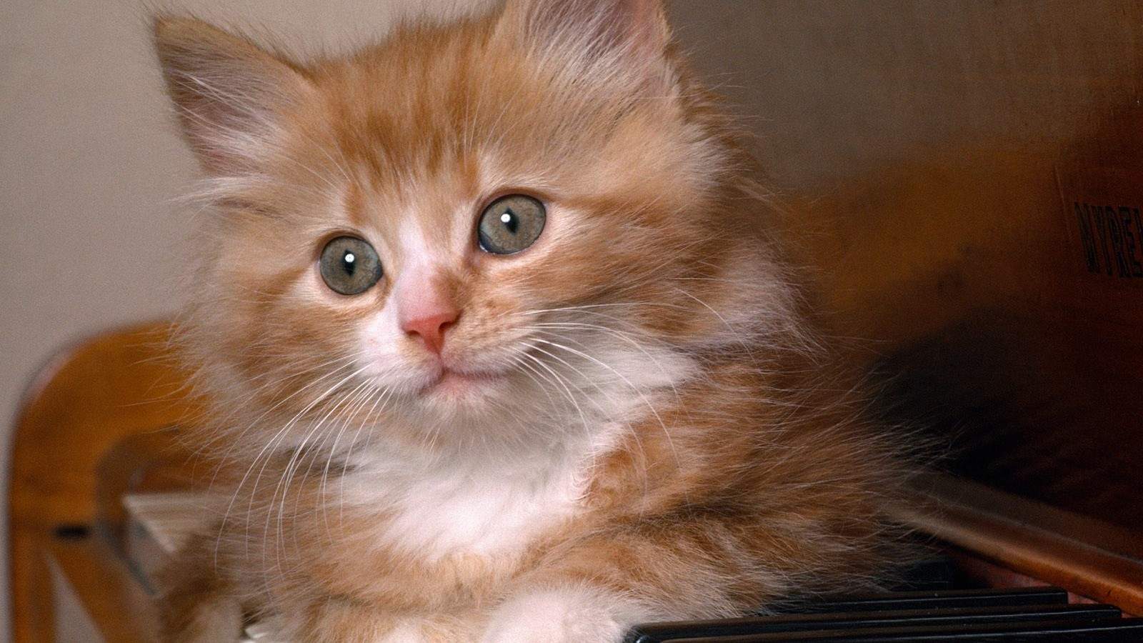 毛茸茸的可爱猫咪图片桌面壁纸图片
