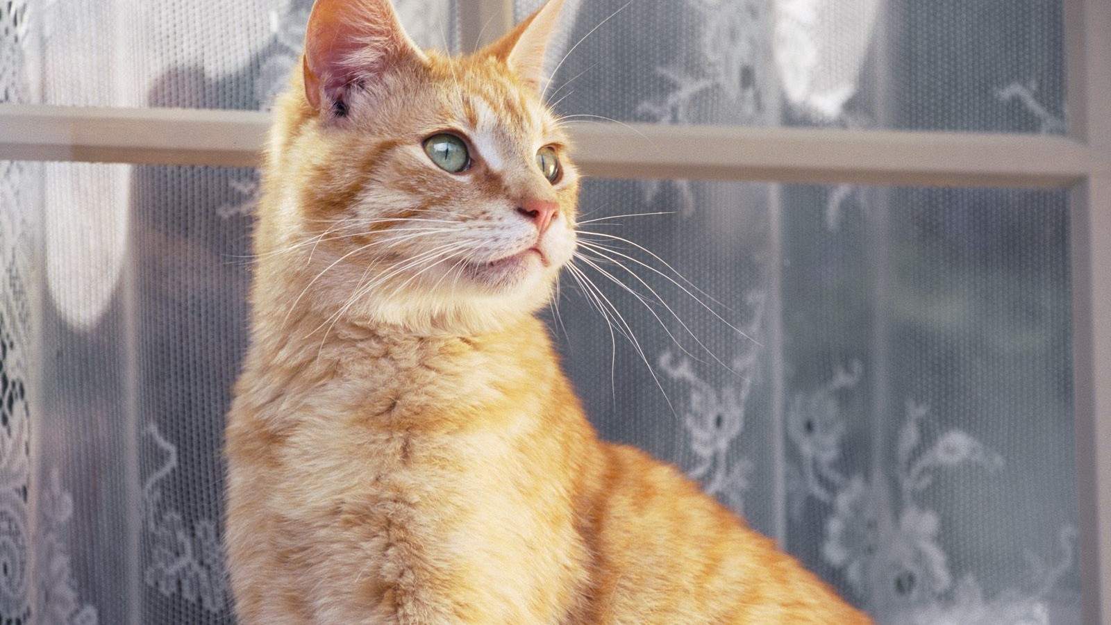 可爱超清的大图合集猫咪手机壁纸下载图片