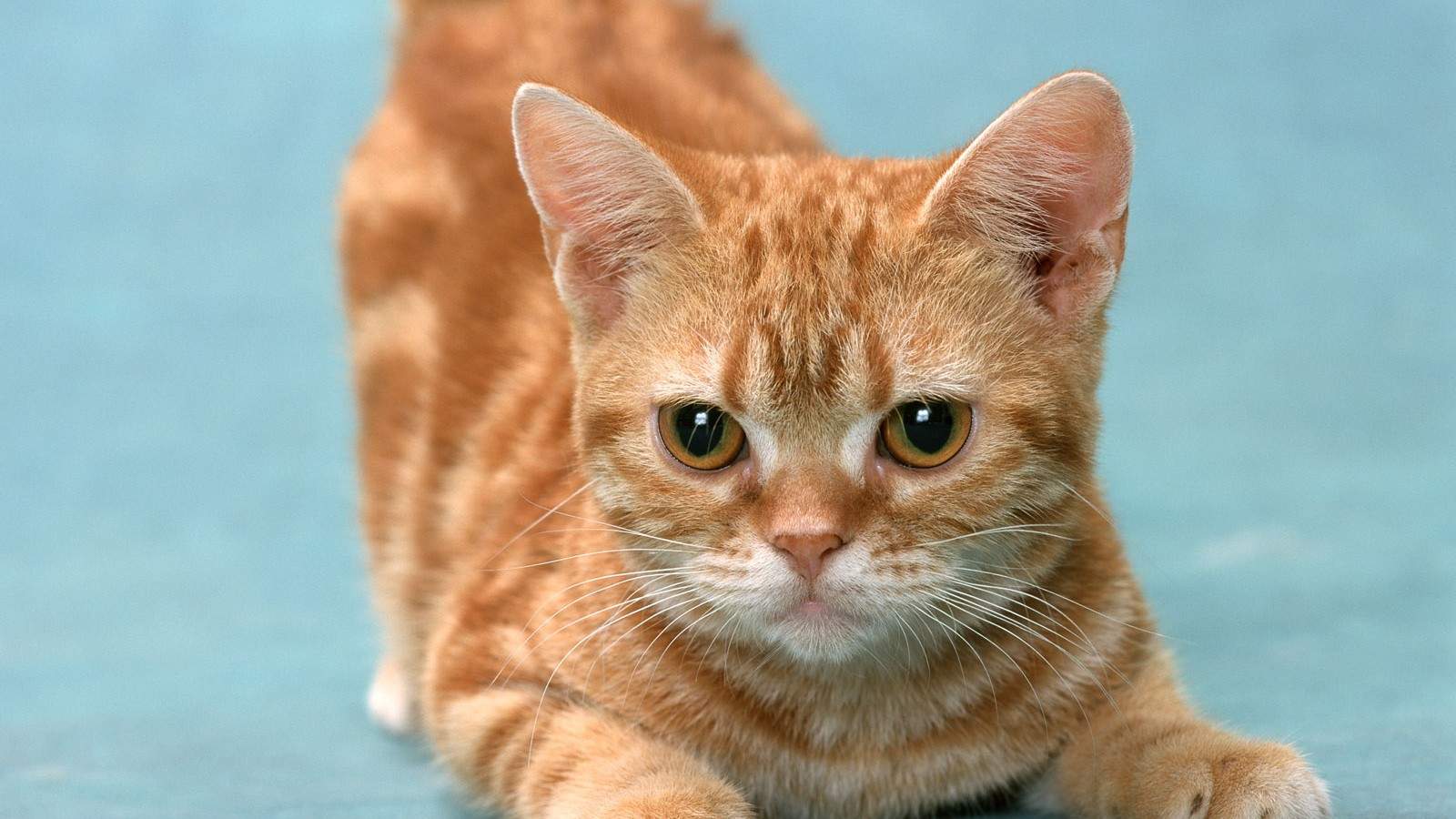 可爱超清的大图合集猫咪手机壁纸下载图片