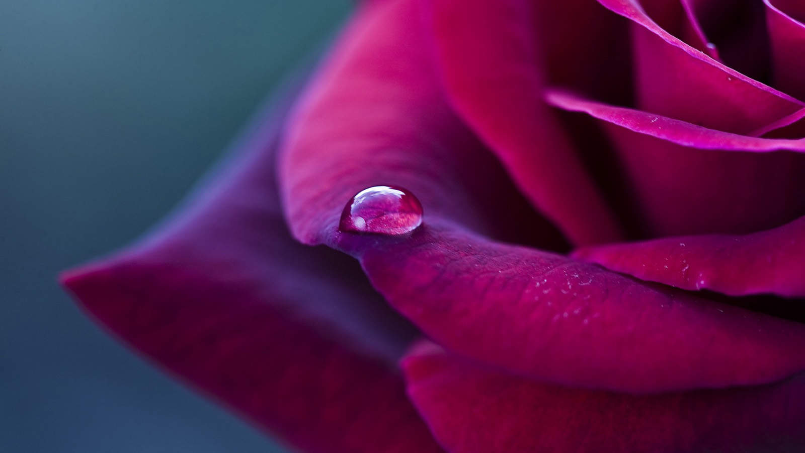 玫瑰花图片