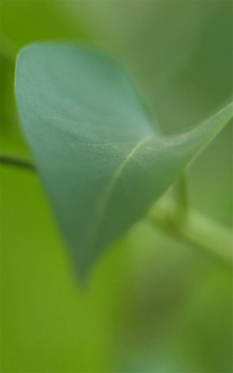 高清鲜花小清新绿色护眼花卉手机壁纸图片