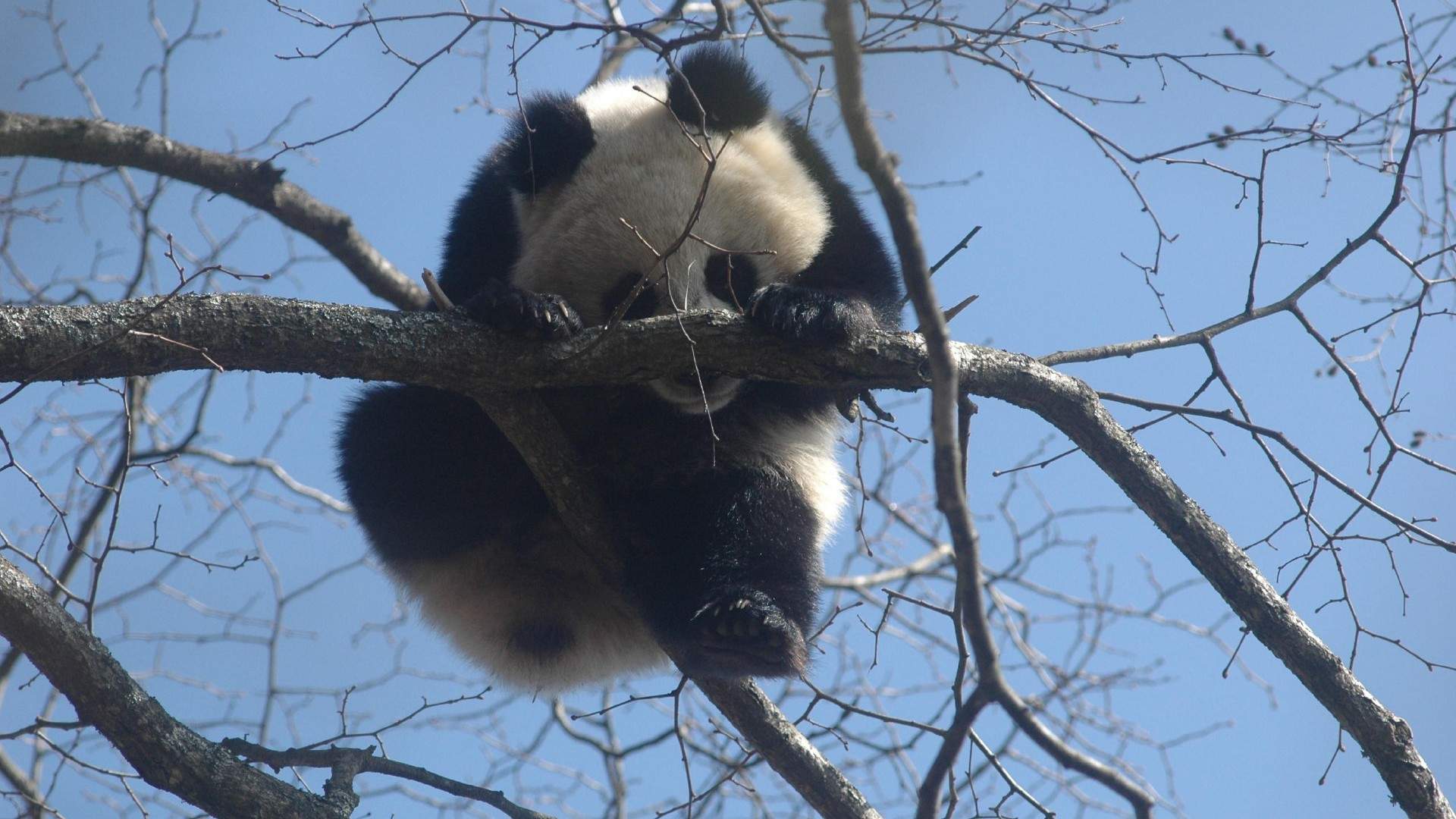 大熊猫图片