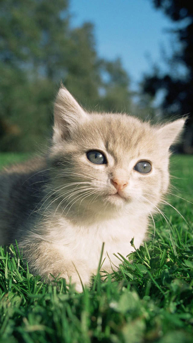 可爱宠物小猫咪呆萌抓拍特写桌面壁纸下载图片