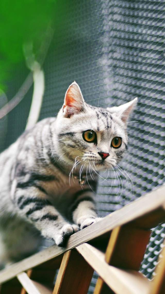 猫咪图片