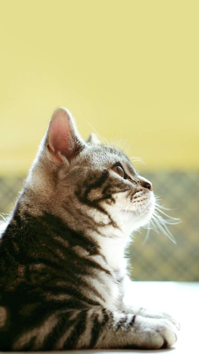 可爱宠物小猫咪呆萌抓拍特写桌面壁纸下载图片