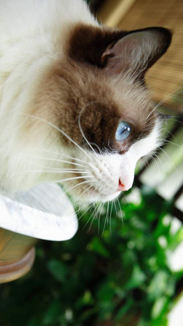 猫咪图片