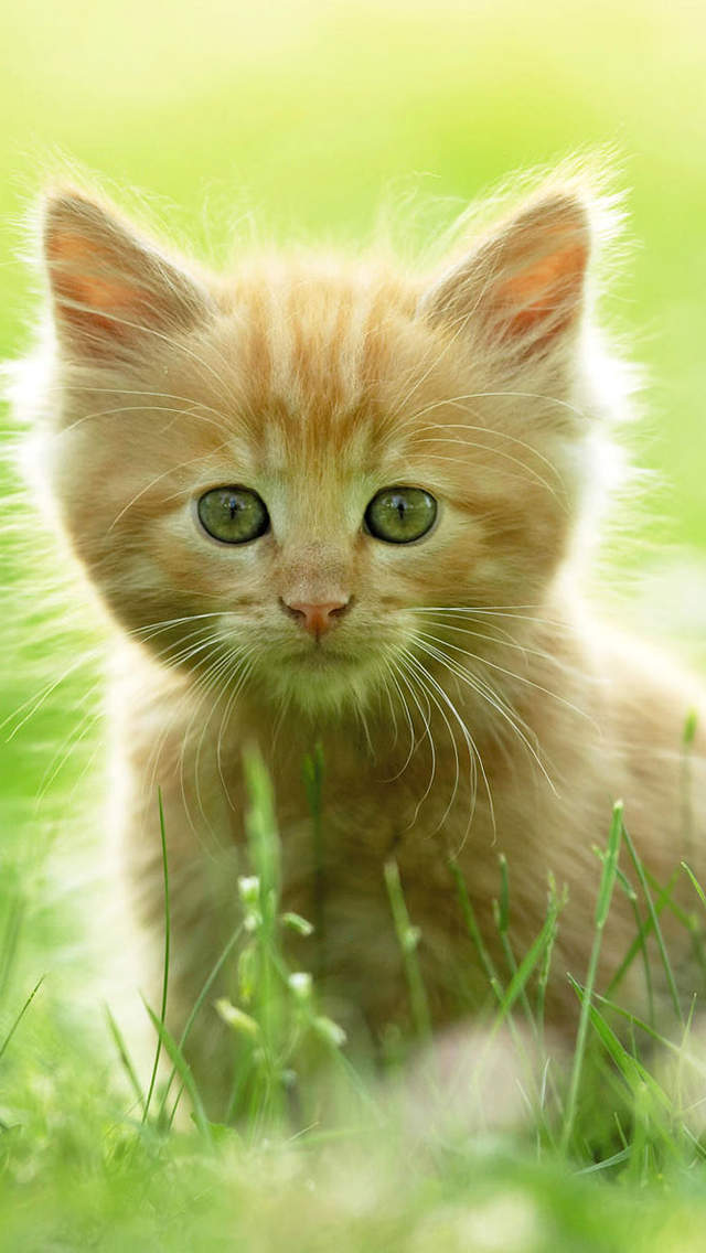 可爱宠物小猫咪呆萌抓拍特写桌面壁纸下载图片
