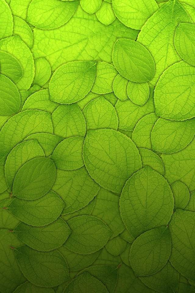 粉嫩清新的玫瑰花高清图片手机壁纸图片