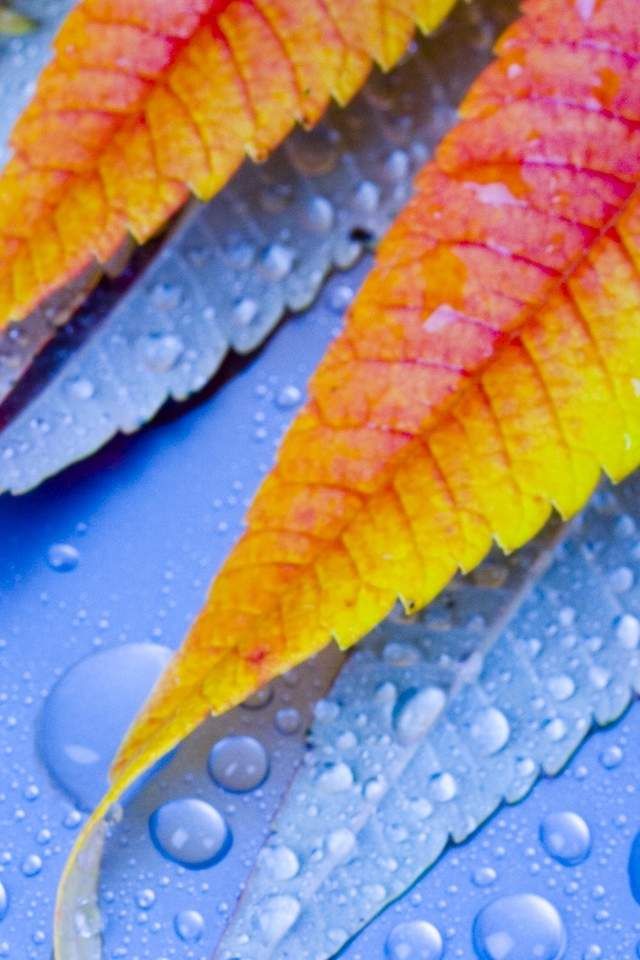 粉嫩清新的玫瑰花高清图片手机壁纸图片