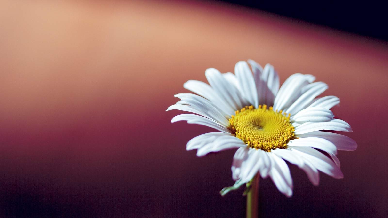 大自然唯美叶子清新护眼高清电脑桌面壁纸下载图片
