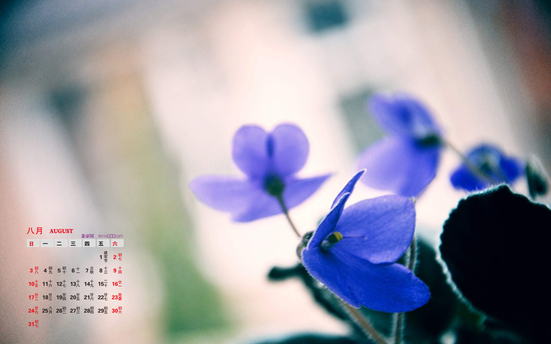 精选兰花高清植物桌面壁纸图片