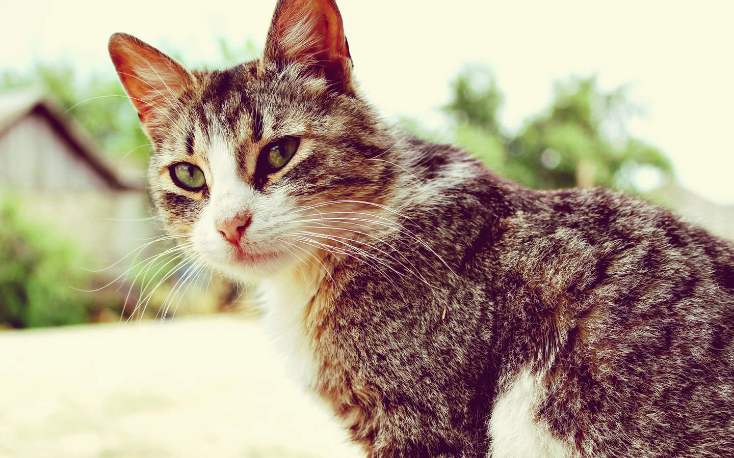 猫鼬动物写真win7高清电脑桌面壁纸下载(二)图片