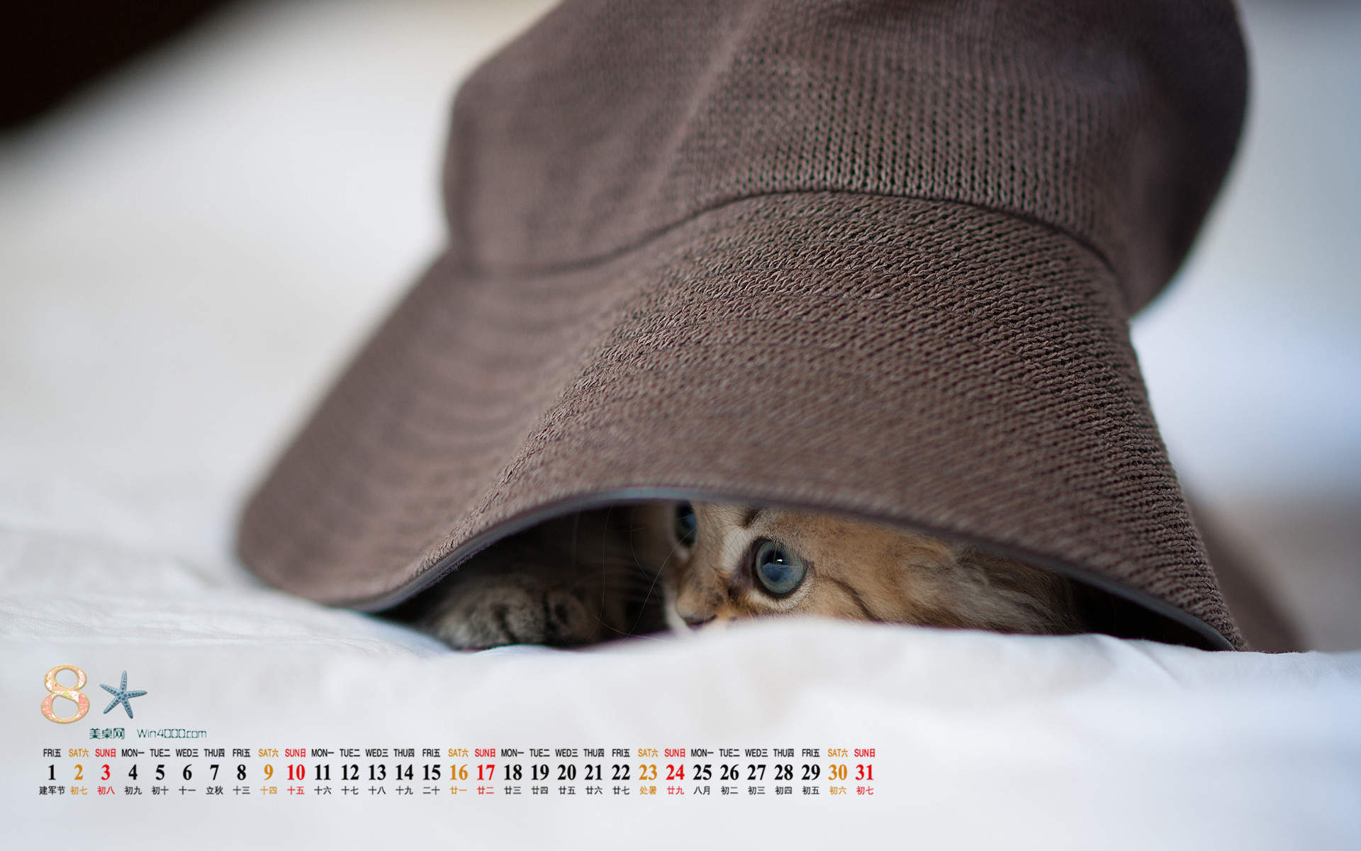 高清超可爱萌宠小奶猫图片高清电脑壁纸图片