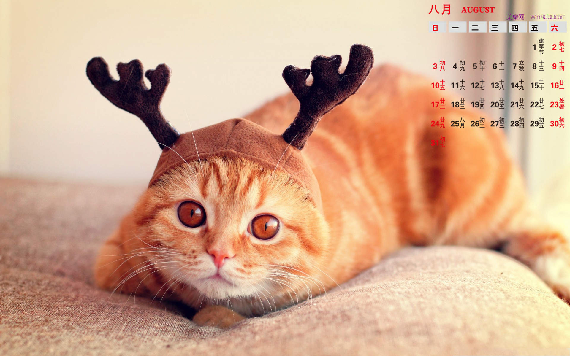 高清超可爱萌宠小奶猫图片高清电脑壁纸图片