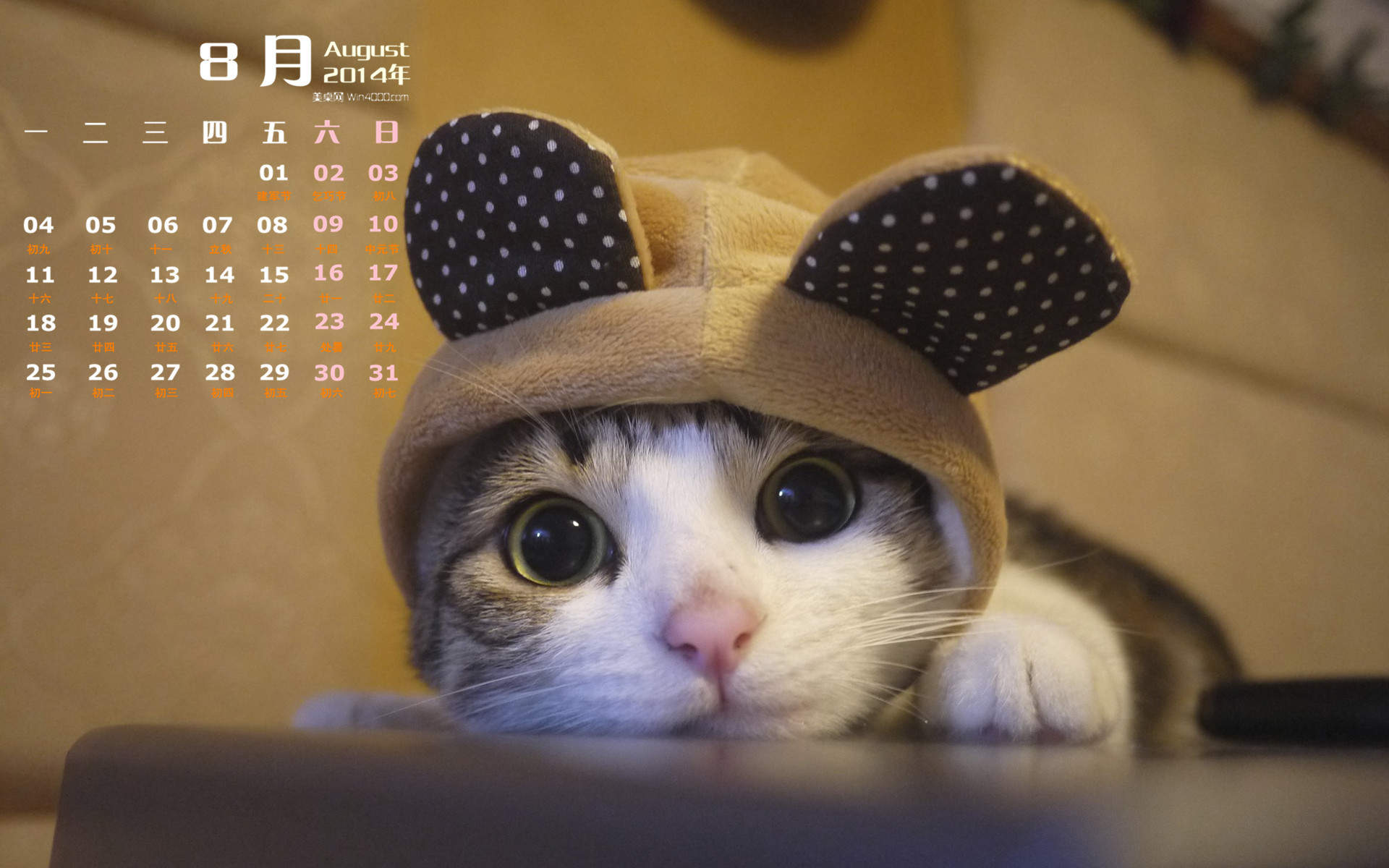 高清超可爱萌宠小奶猫图片高清电脑壁纸图片