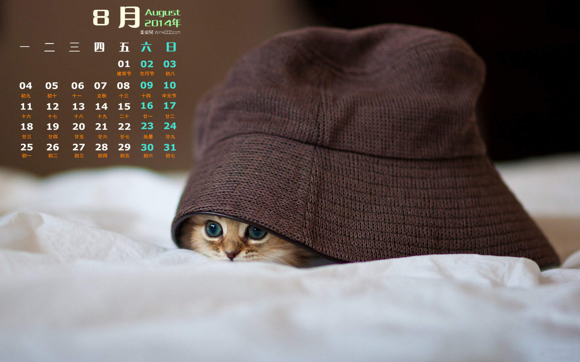 高清超可爱萌宠小奶猫图片高清电脑壁纸图片