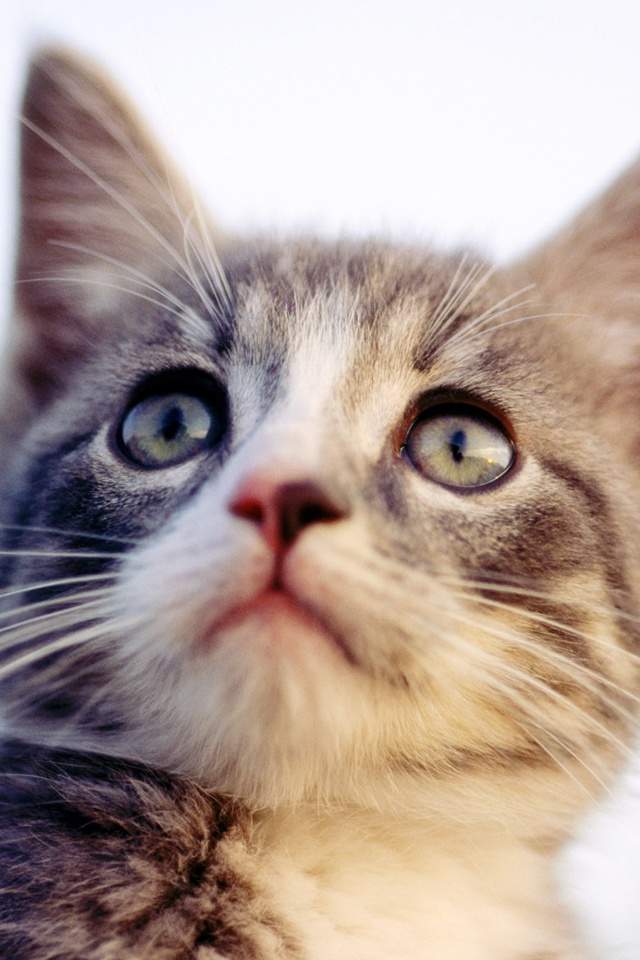 卖萌的可爱猫咪大图手机壁纸下载图片