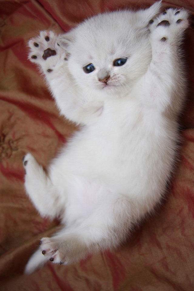 可爱宠物小猫咪呆萌抓拍特写桌面壁纸下载图片