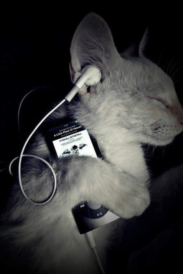 可爱超清的大图合集猫咪手机壁纸下载图片