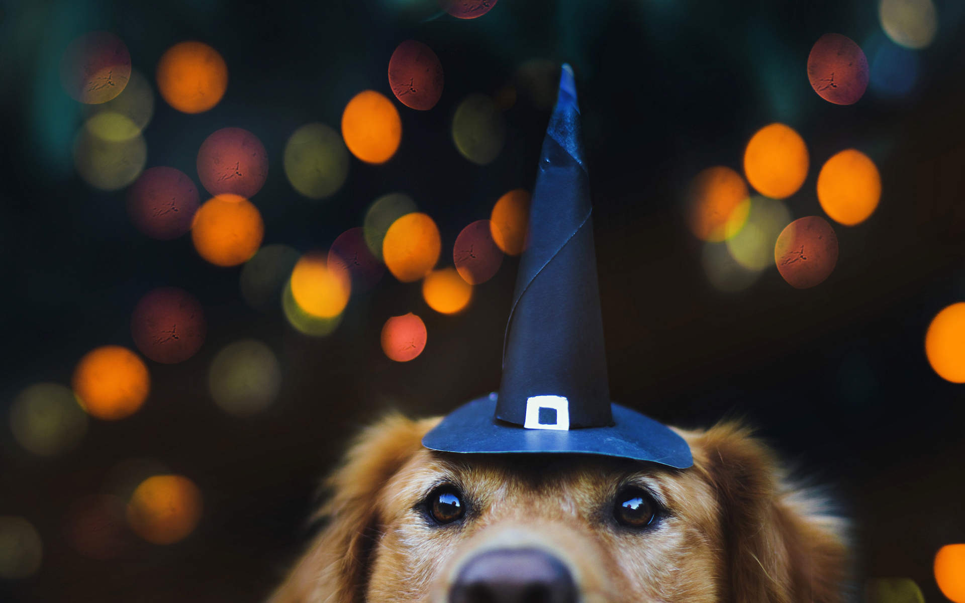 拉布拉多猎犬可爱小狗图片高清桌面壁纸图片