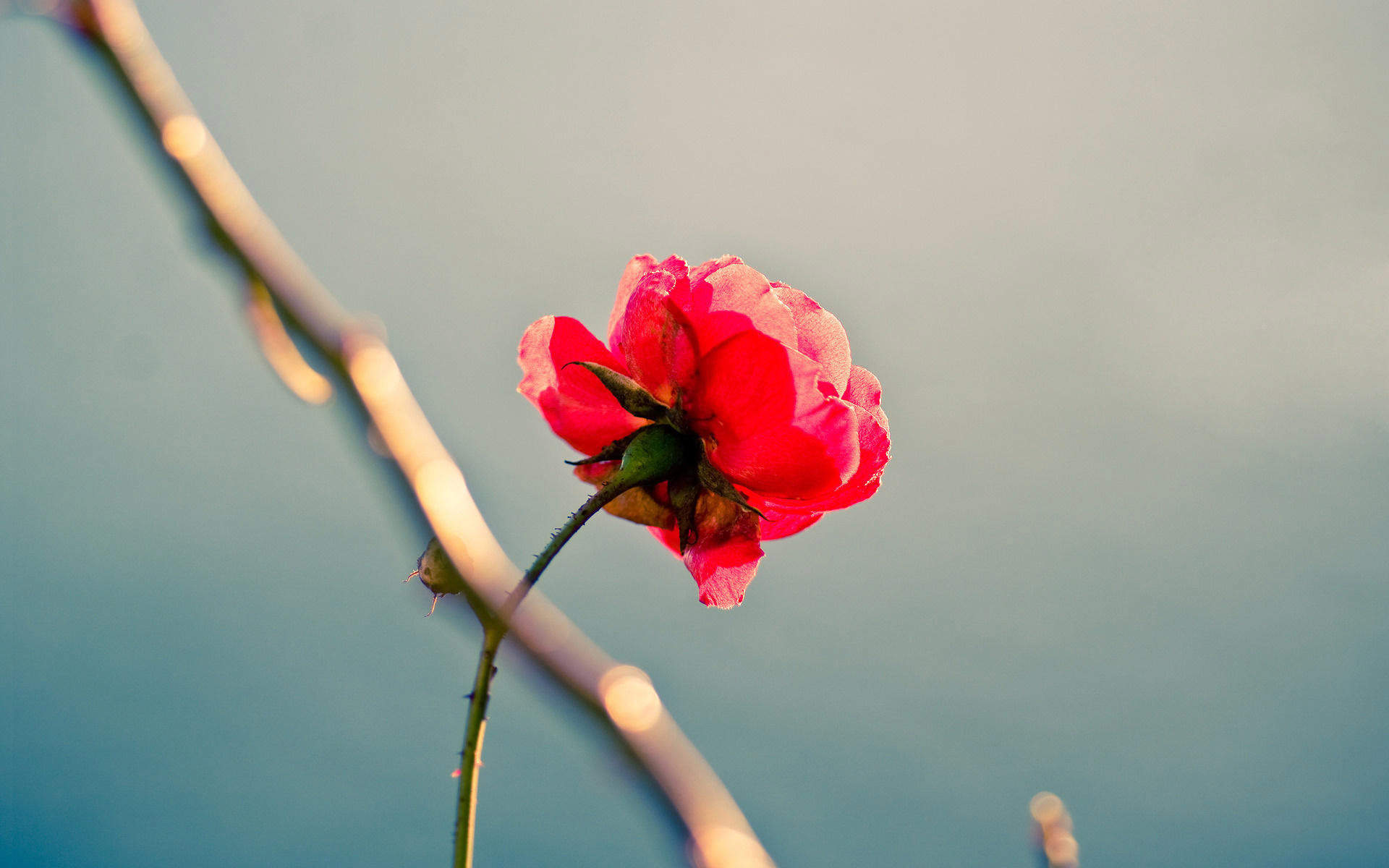 玫瑰花图片