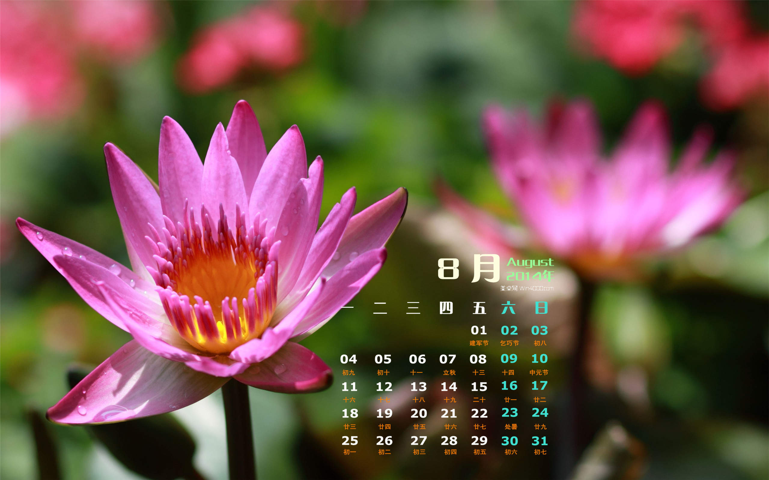 夏季唯美小清新绽放的睡莲高清特写桌面壁纸(一)图片