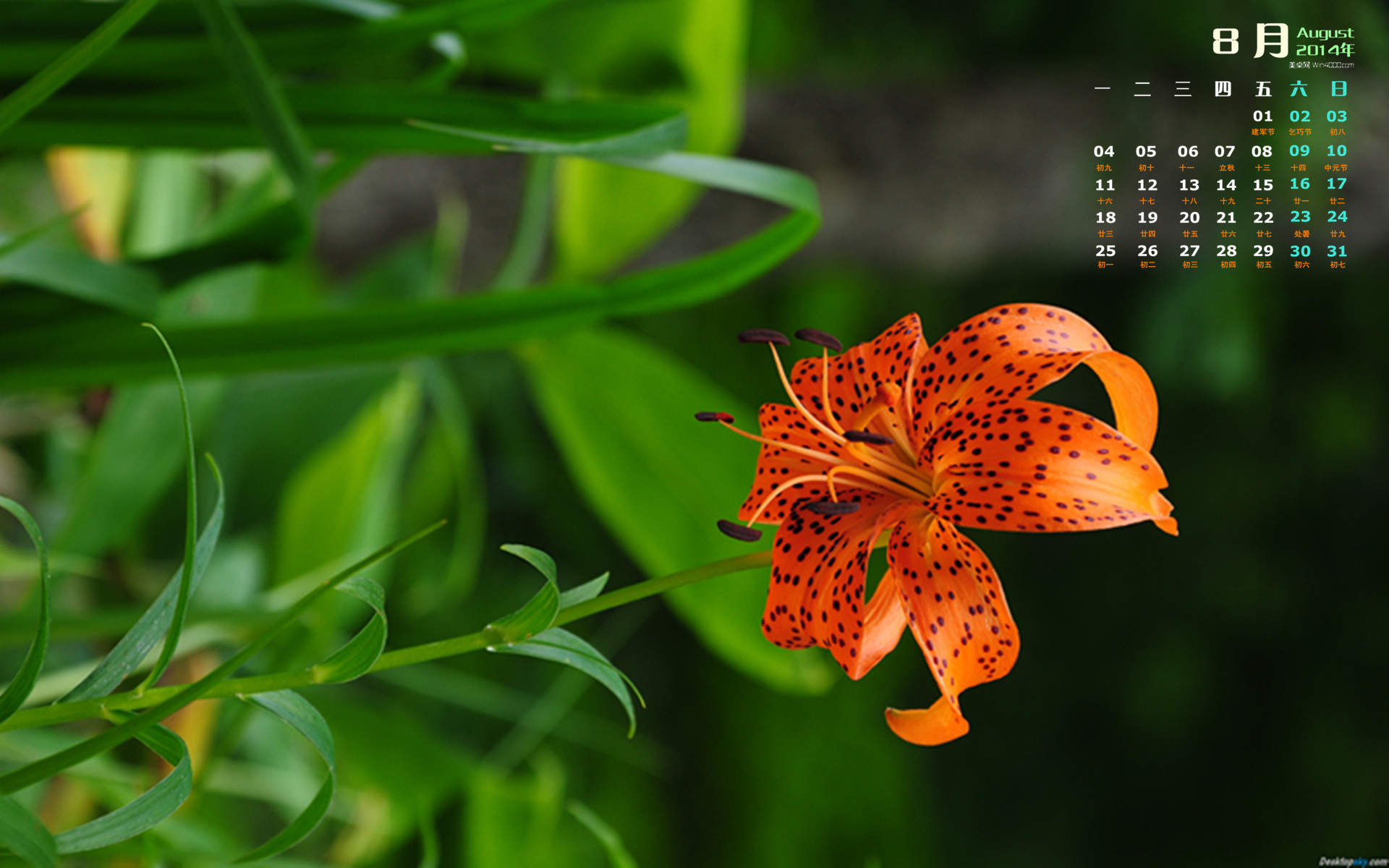 2017年7月淡雅百合花日历壁纸图片