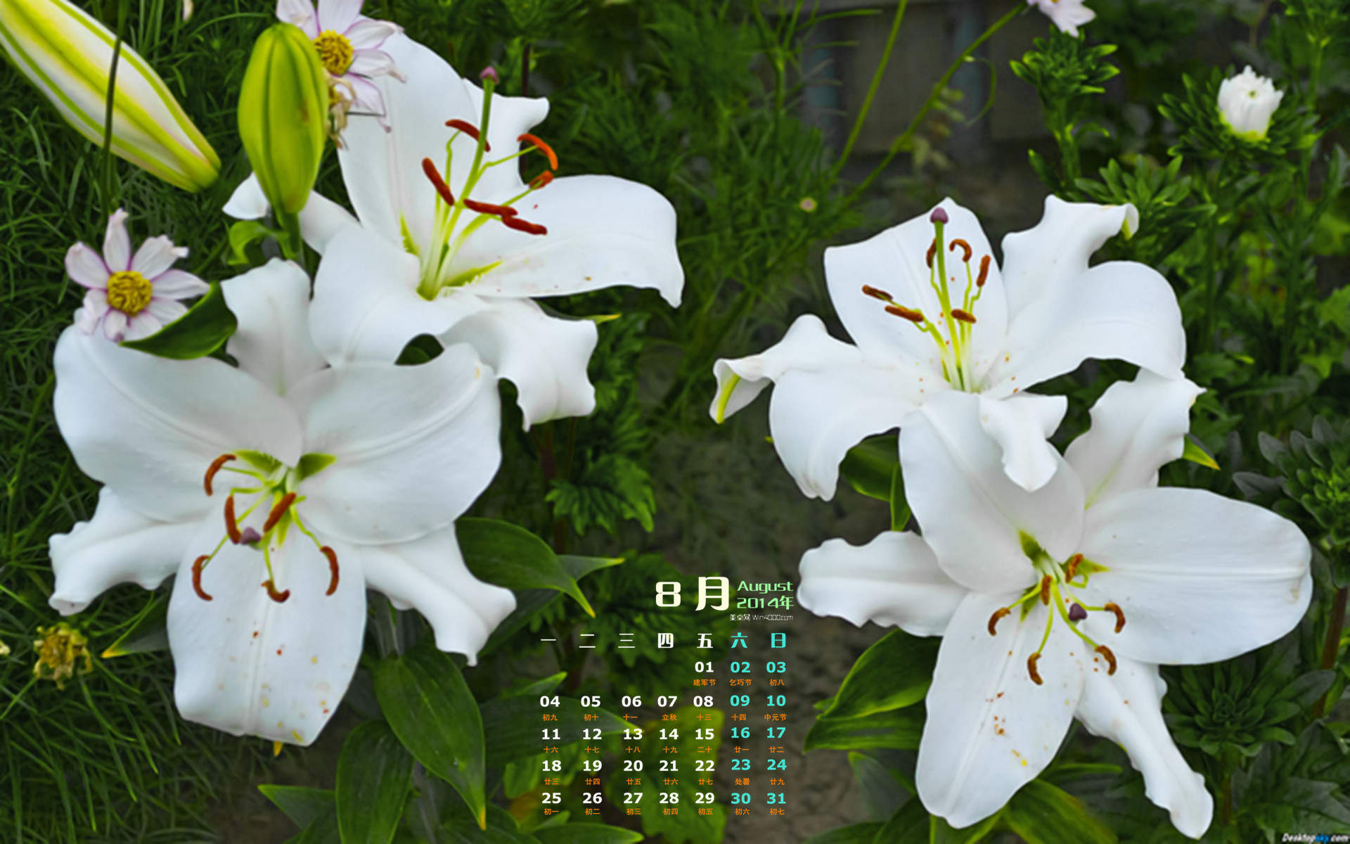 百合花图片