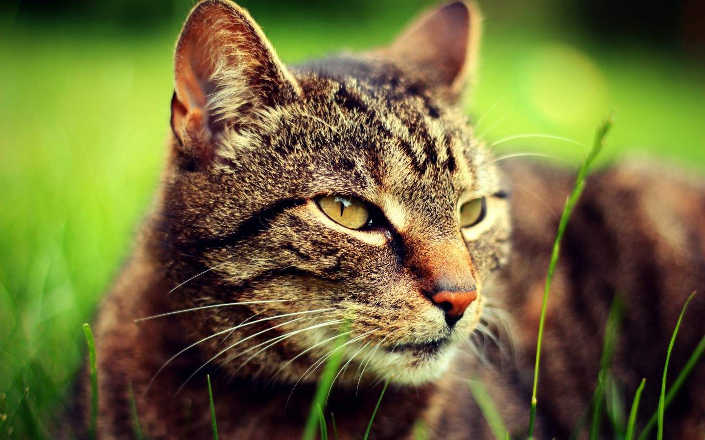 微博漫画家郭斯特的猫可爱动物写真图片图片