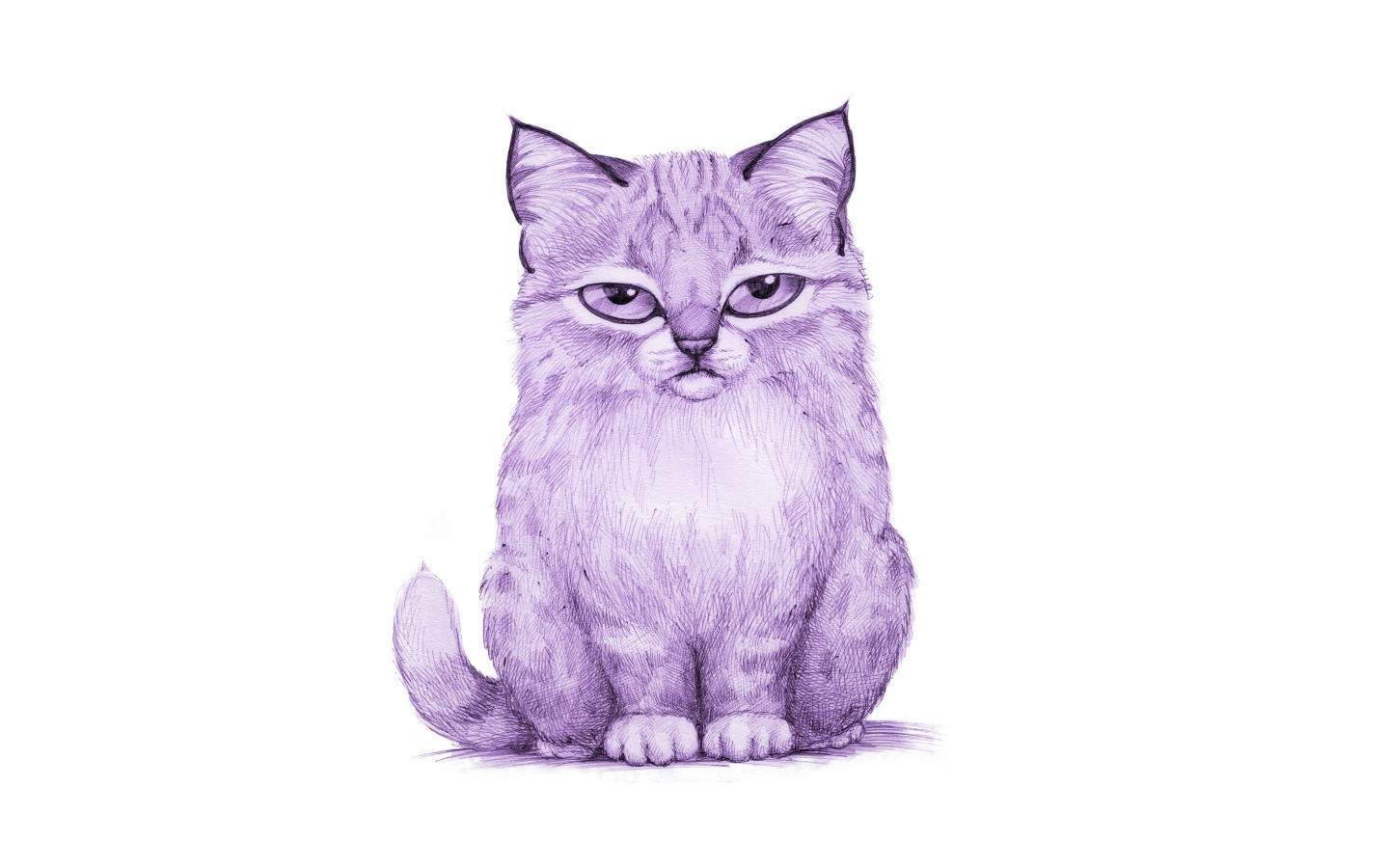 高清动物图片可爱猫咪小萌猫桌面壁纸第二辑图片