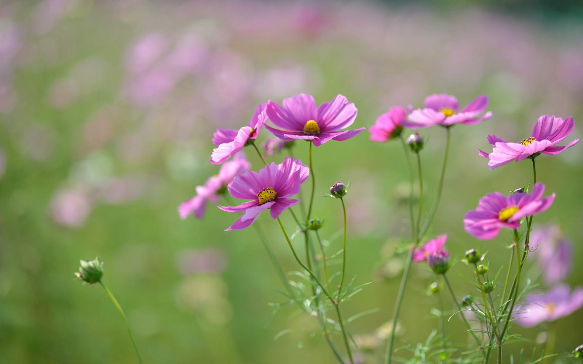 格桑花图片