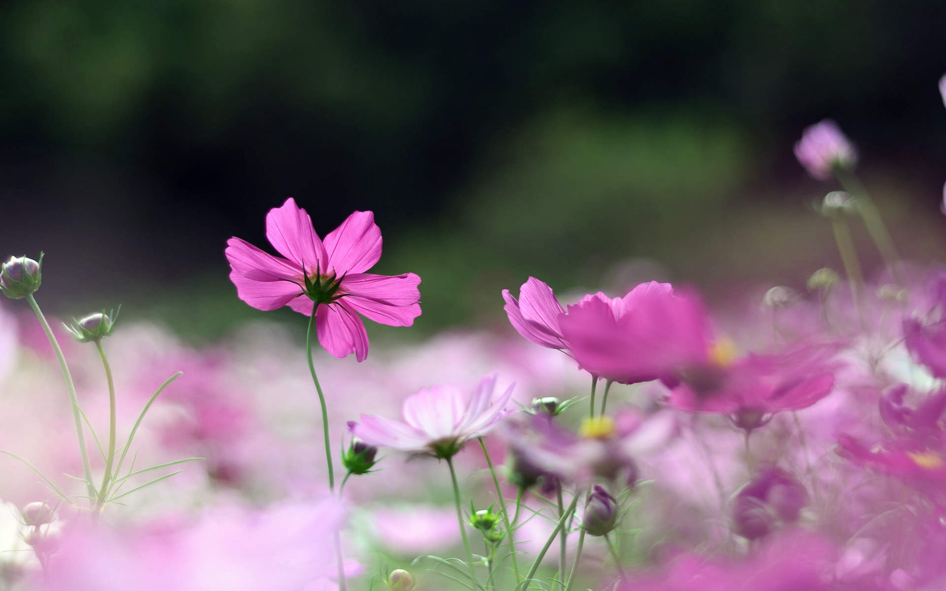 格桑花图片