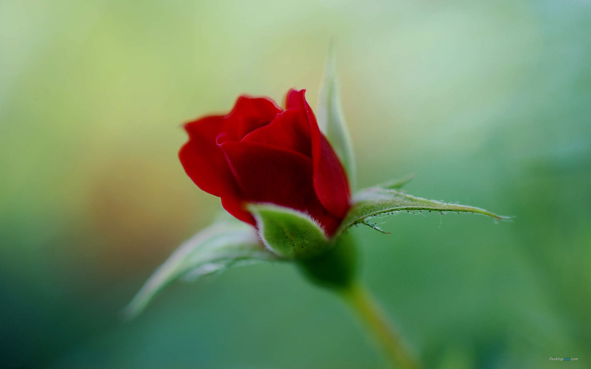 玫瑰花图片