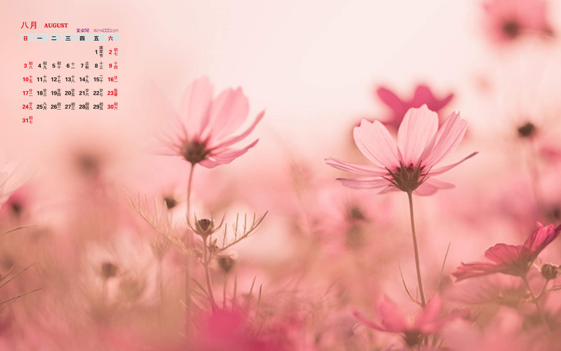 格桑花图片