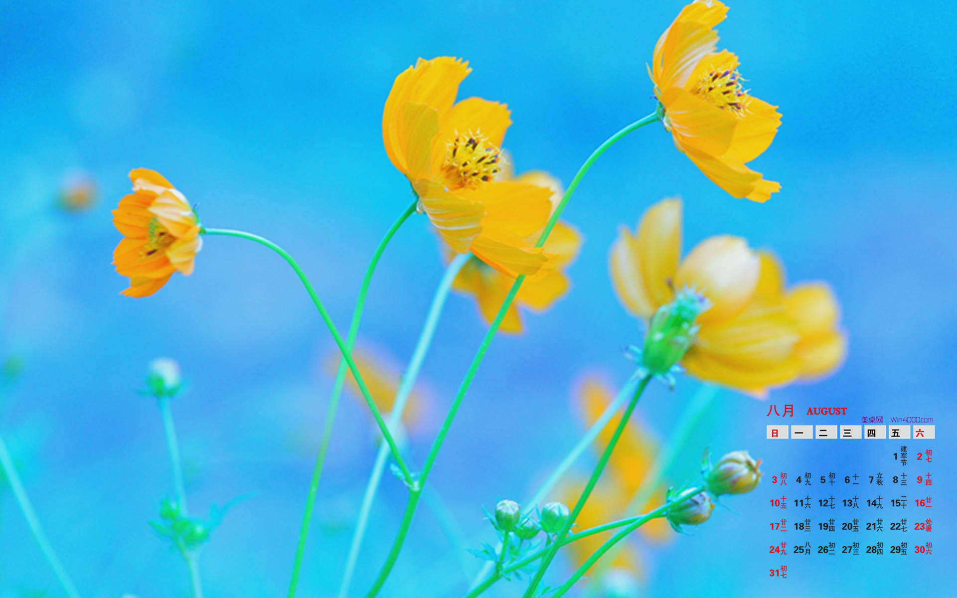 格桑花图片