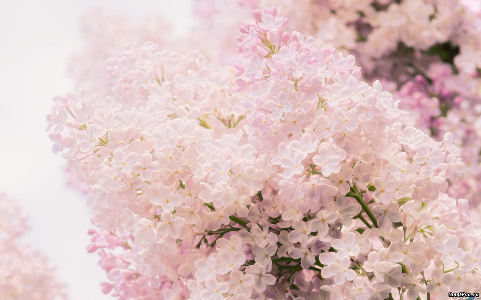 丁香花图片