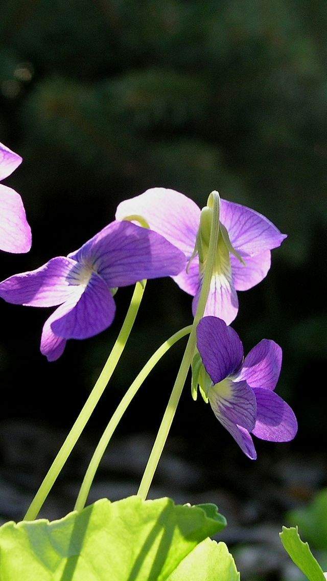 高清鲜花小清新绿色护眼花卉手机壁纸图片