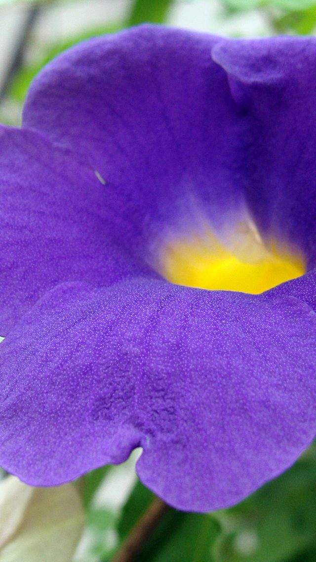 唯美鲜花摄影高清手机壁纸图片